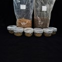 Pre Sterilized Jars & Bags